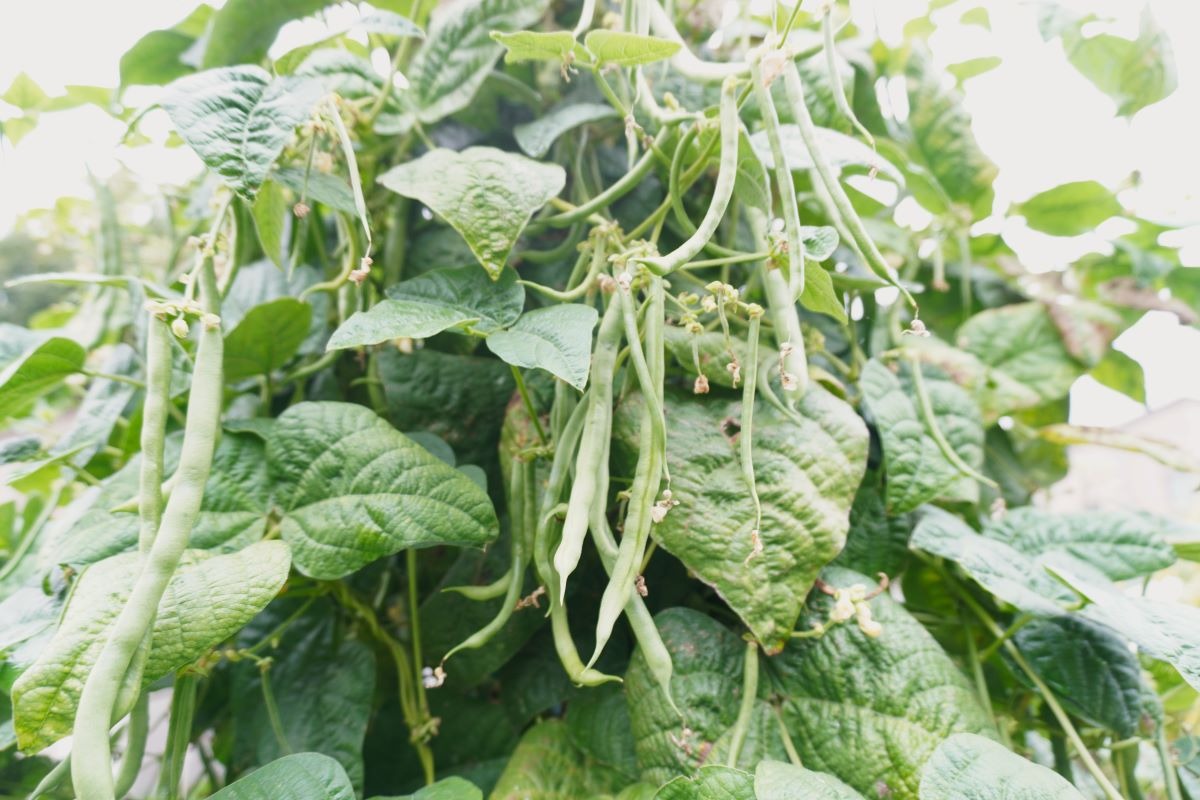  ポタジェ｜秋の菜園と、春夏野菜の振り返り