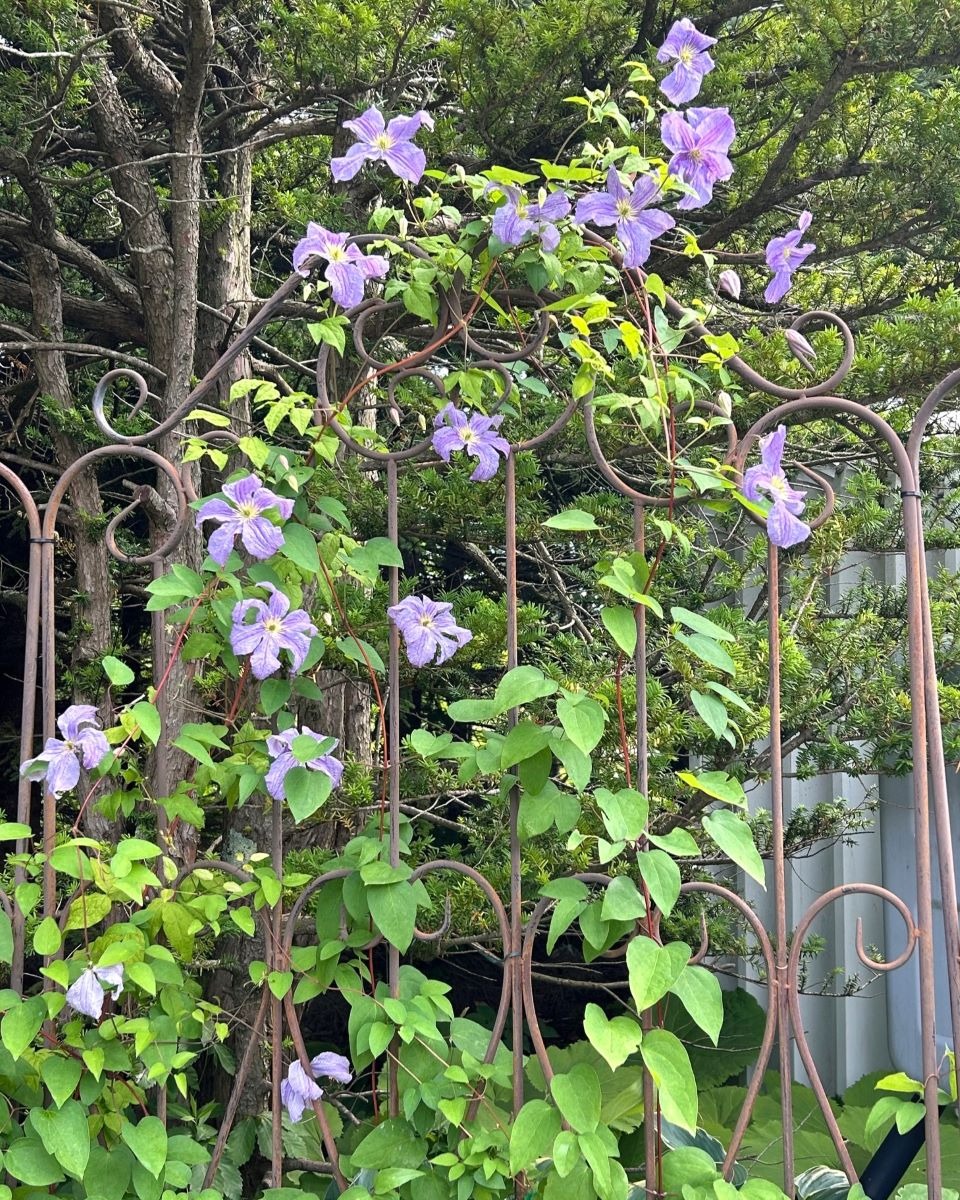 北海道の庭｜今週の花　今が盛りのクレマチス！