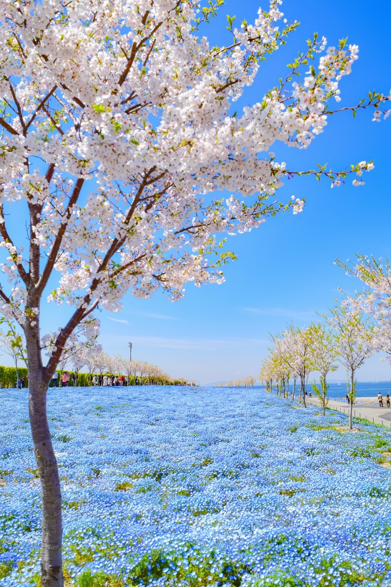 【プレゼント】空・海・花の青のハーモニー！ネモフィラ祭り【大阪まいしまシーサイドパーク】