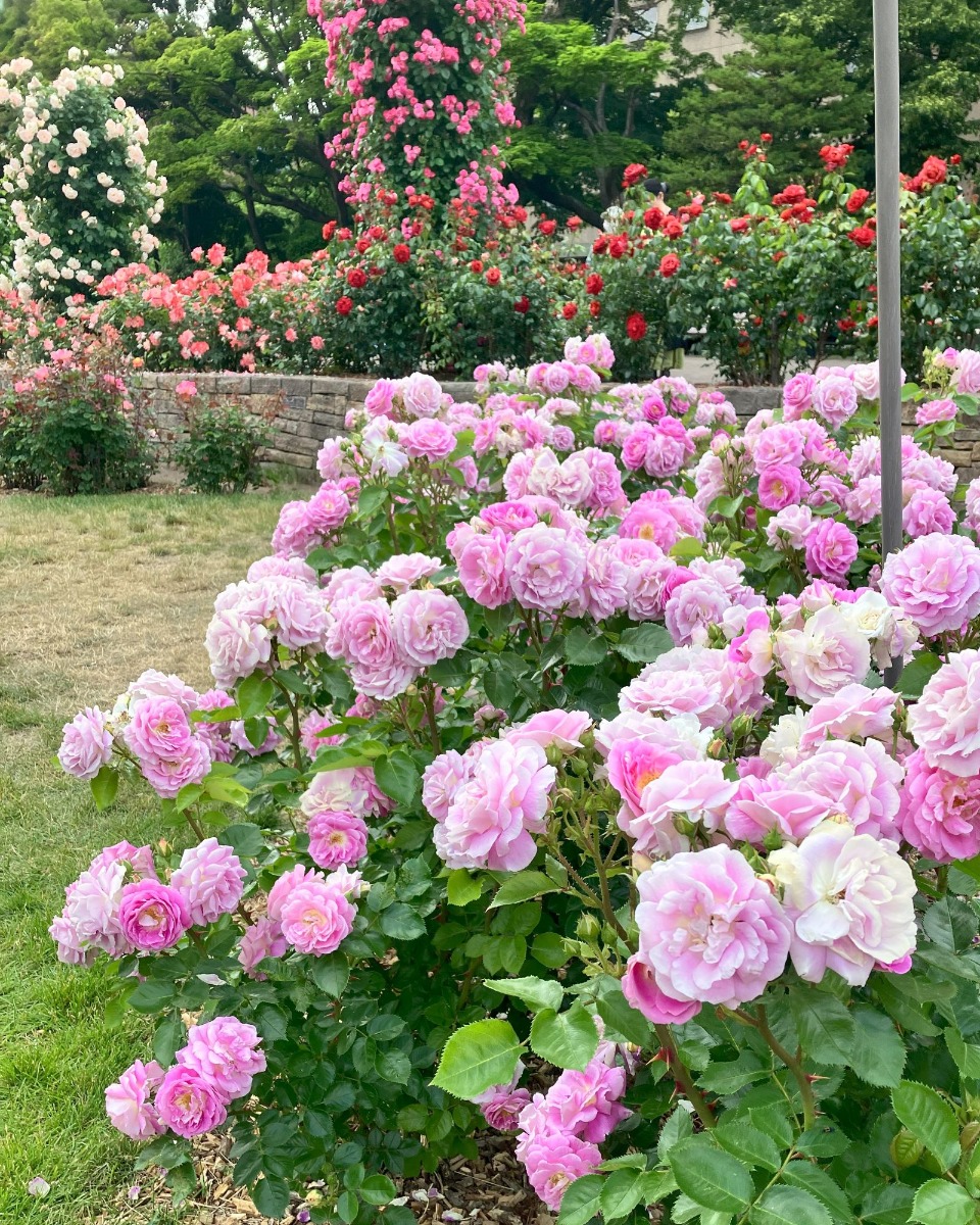 大通公園のバラが見ごろ!サンクガーデンで花と香りを感じて