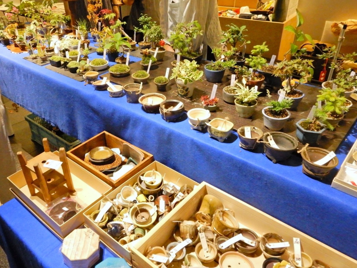 小さな盆栽の世界!札幌・チカホで“盆栽フェス”が7月6日開催