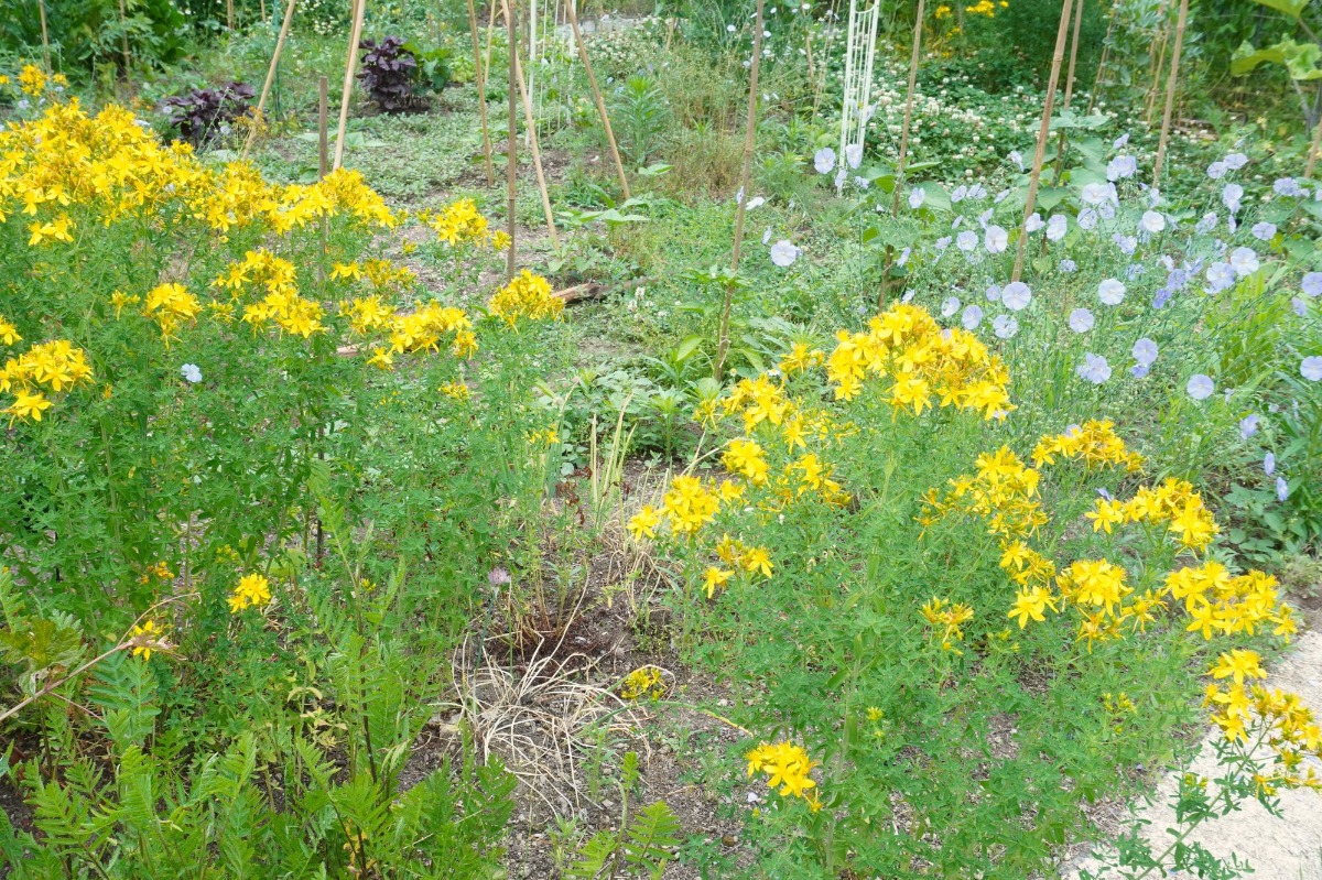 ポタジェ|菜園のデザイン!ハーブの開花と野菜が育つ7月の様子