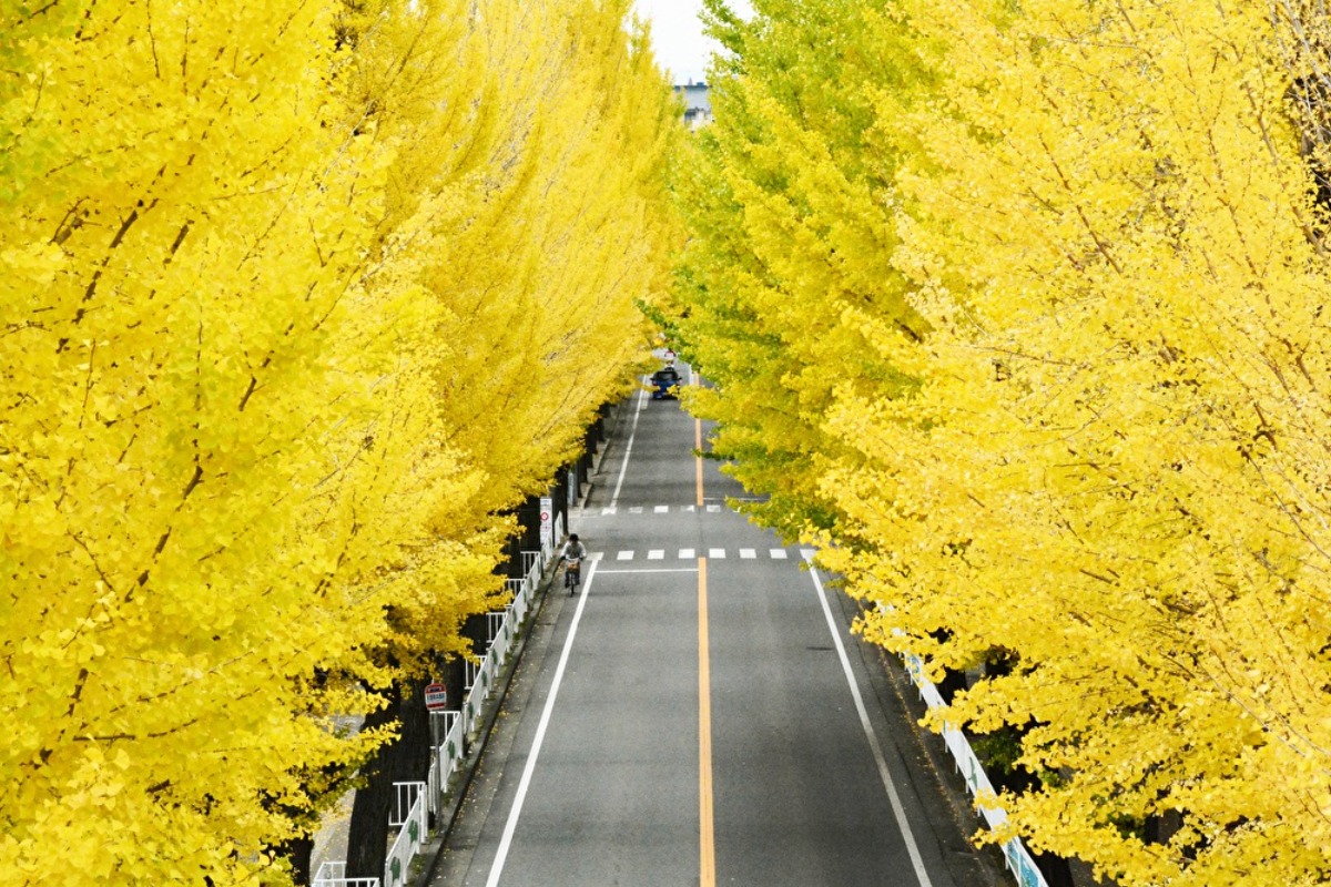 奈良でイチョウを見るならここ！青空に映える黄金の並木道【紅葉2022｜天理市役所周辺｜天理市】