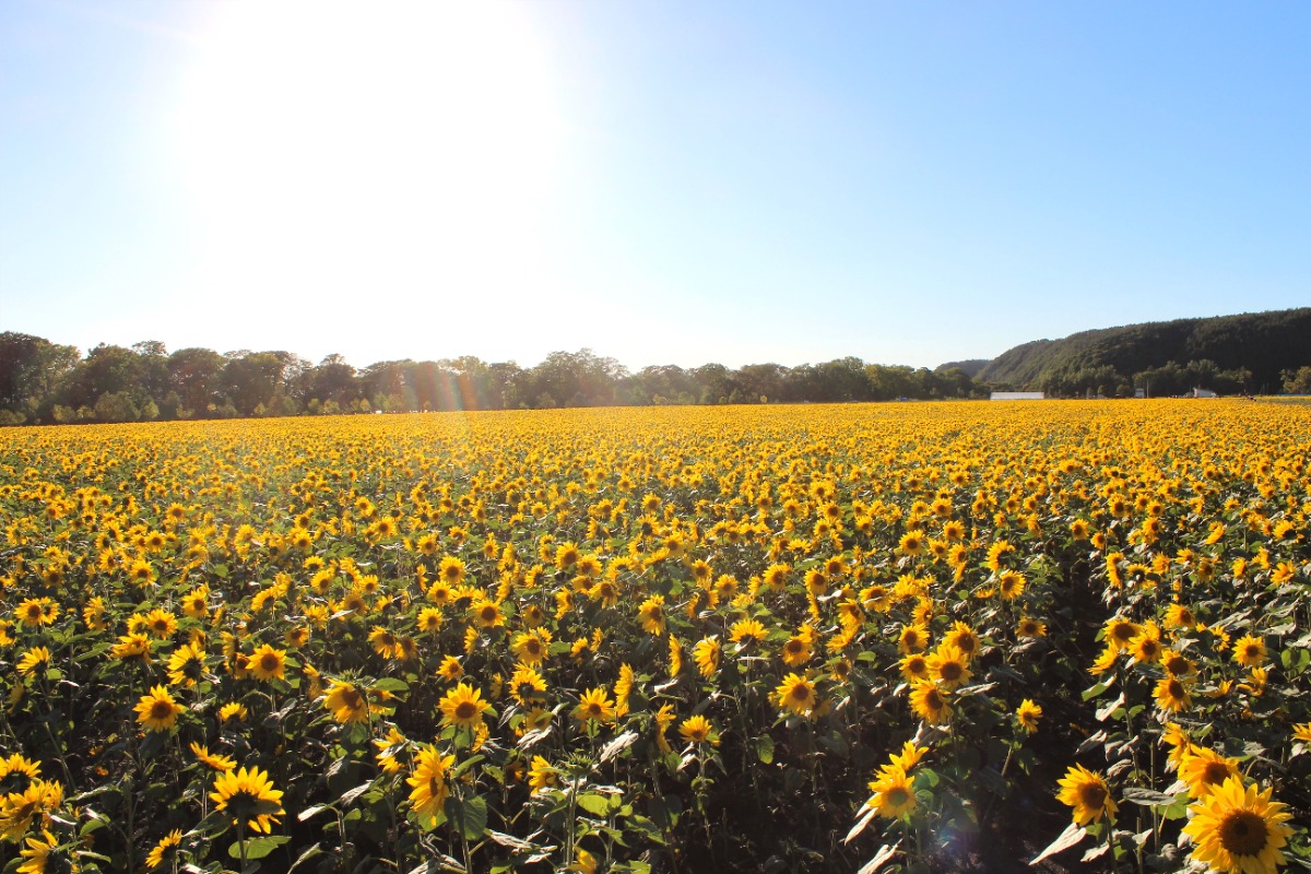 北海道のひまわり畑 2024　おすすめ絶景スポット！