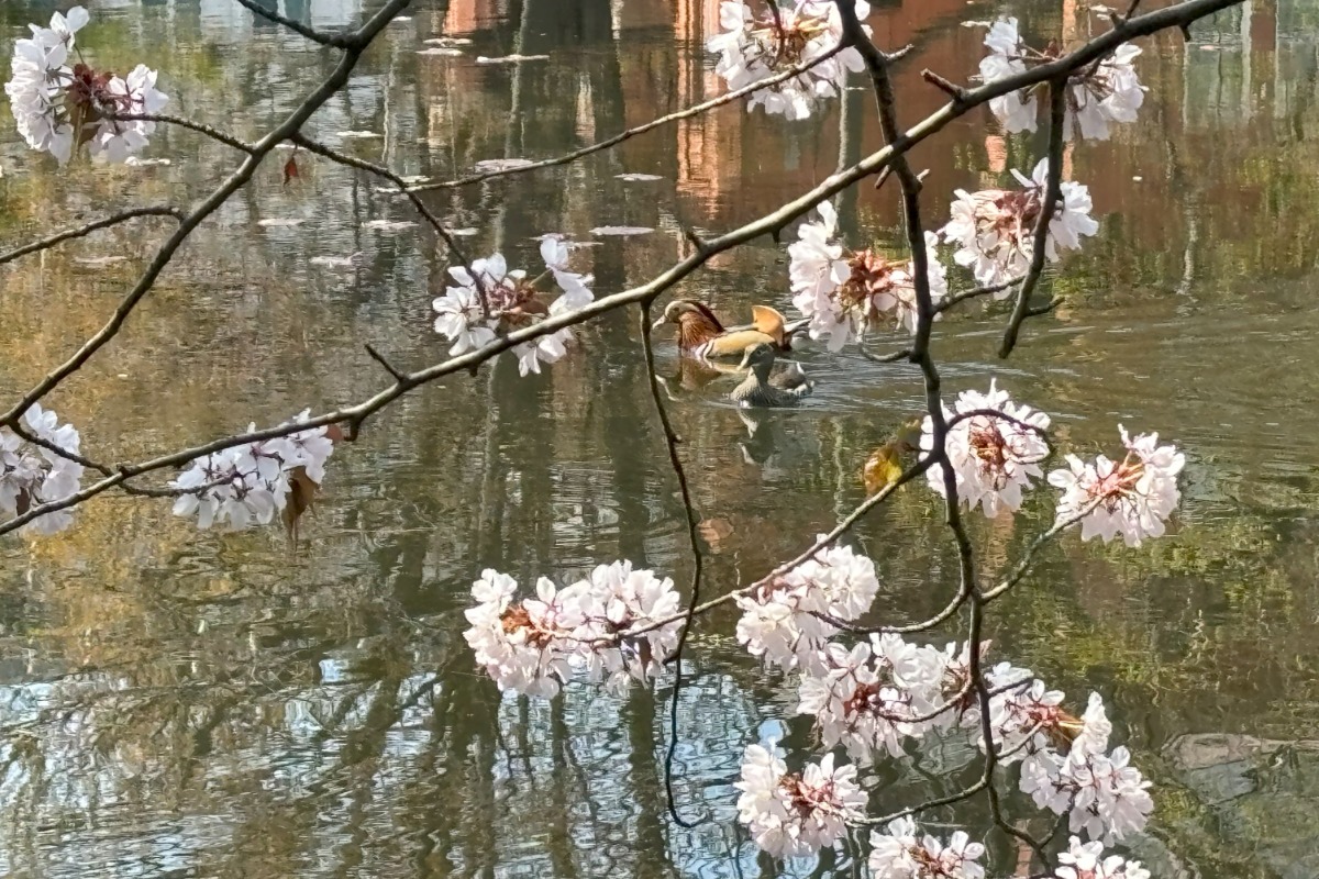 見頃の桜めぐり!札幌中心部はほぼ満開の8分咲き、4月28日情報