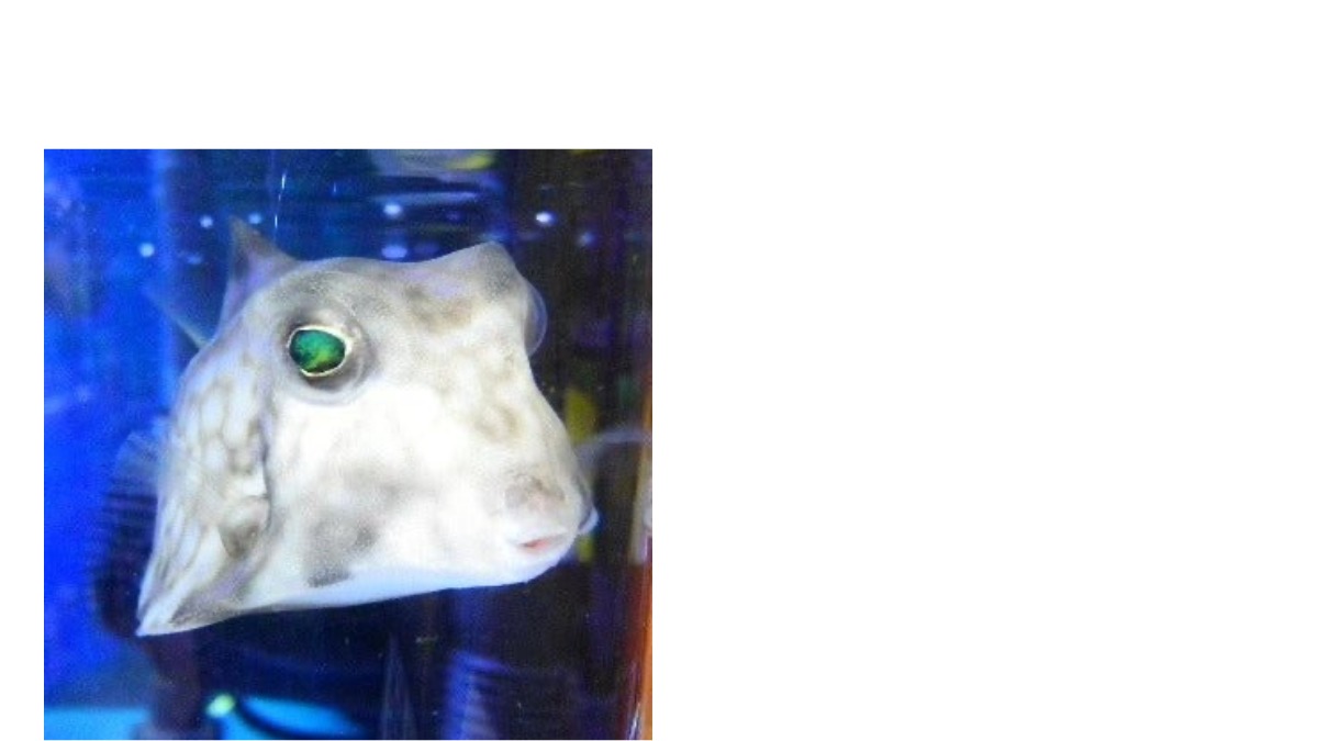 邪馬台国は阿波だった!?【古代史を通して徳島の魅力を再発見】テーマ⑬聖徳太子と阿波の関係