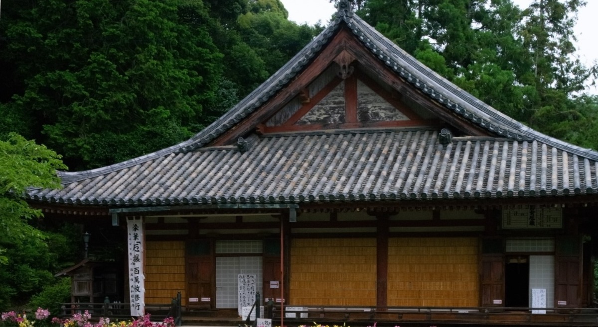 古刹「松尾寺」で華やかに咲き誇るカサブランカ。6月下旬頃開花の見込み【大和郡山市】