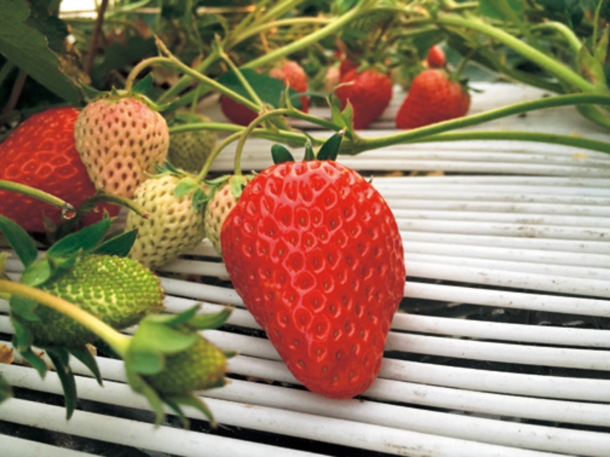 【2025最新版】徳島いちご狩りスポット・おすすめ12選！家族のおでかけ＆レジャーにぴったり