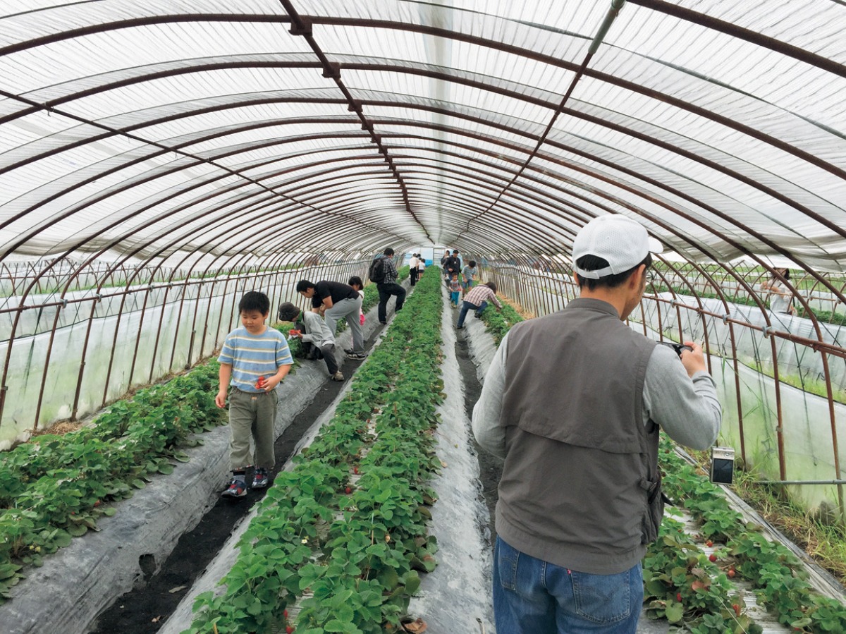 【2025最新版】徳島いちご狩りスポット・おすすめ12選！家族のおでかけ＆レジャーにぴったり