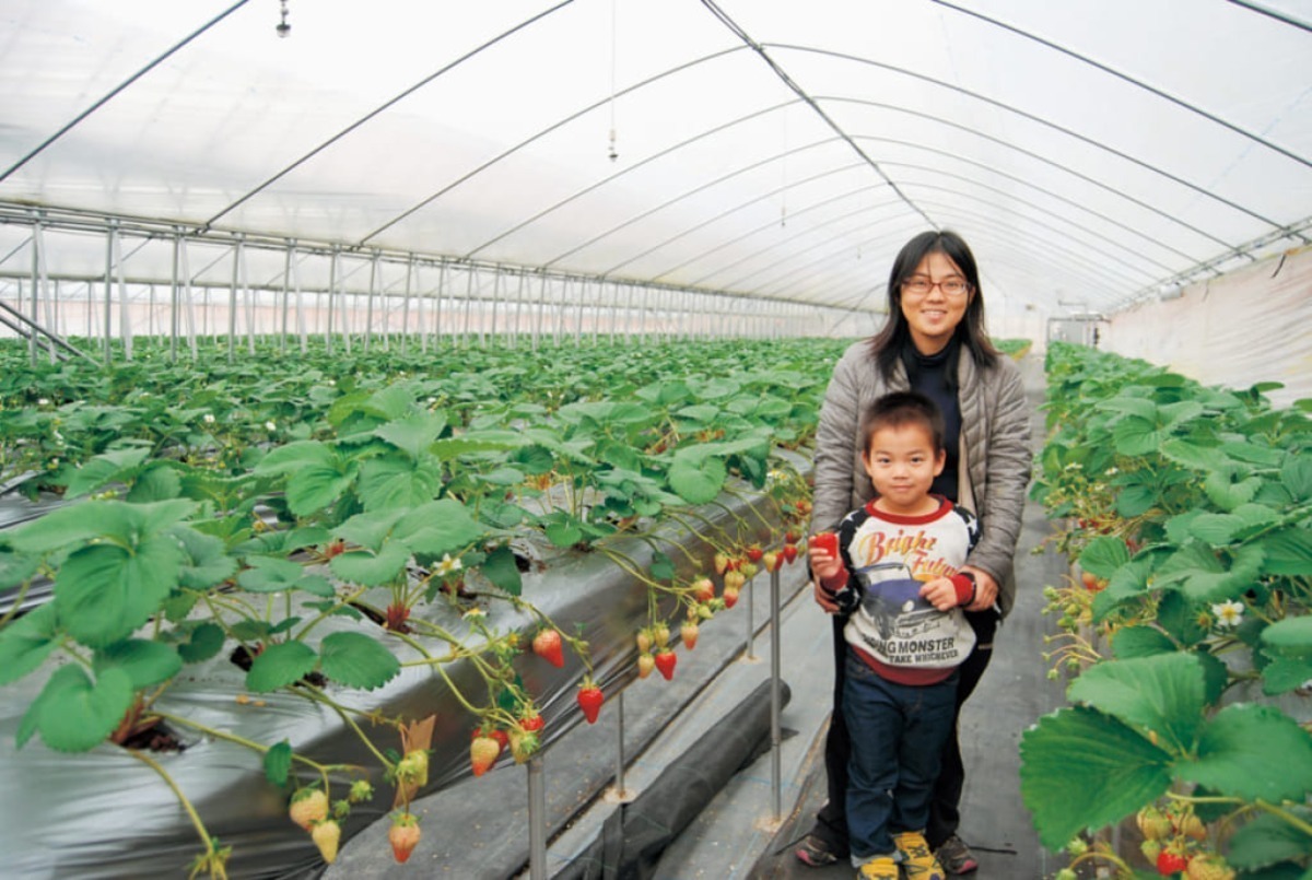 【2025最新版】徳島いちご狩りスポット・おすすめ12選！家族のおでかけ＆レジャーにぴったり