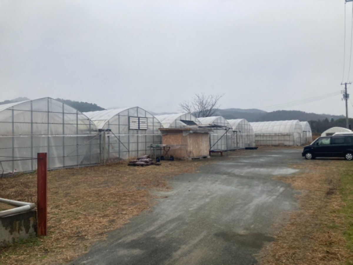 【2025最新版】徳島いちご狩りスポット・おすすめ12選！家族のおでかけ＆レジャーにぴったり