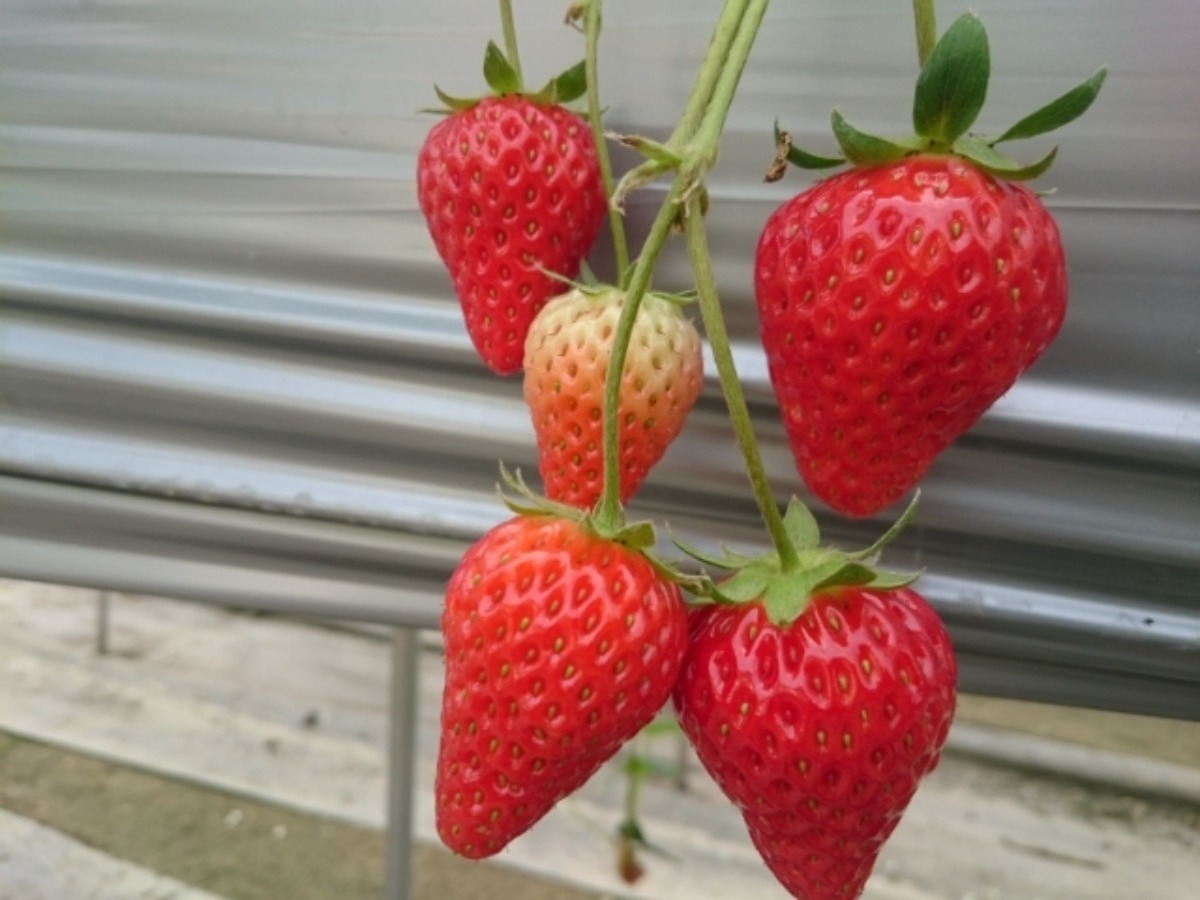 【2025最新版】徳島いちご狩りスポット・おすすめ12選！家族のおでかけ＆レジャーにぴったり