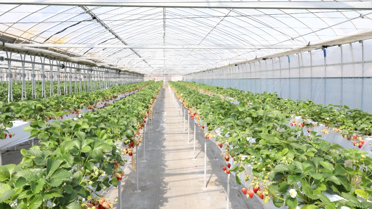 【2025最新版】徳島いちご狩りスポット・おすすめ12選！家族のおでかけ＆レジャーにぴったり