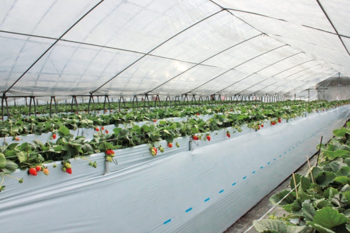 【2025最新版】徳島いちご狩りスポット・おすすめ12選！家族のおでかけ＆レジャーにぴったり