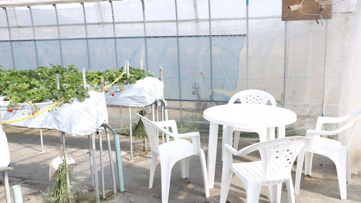 【2025最新版】徳島いちご狩りスポット・おすすめ12選！家族のおでかけ＆レジャーにぴったり