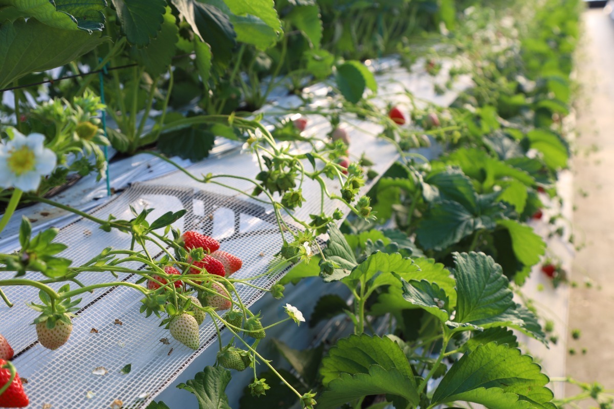 【2025最新版】徳島いちご狩りスポット・おすすめ12選！家族のおでかけ＆レジャーにぴったり
