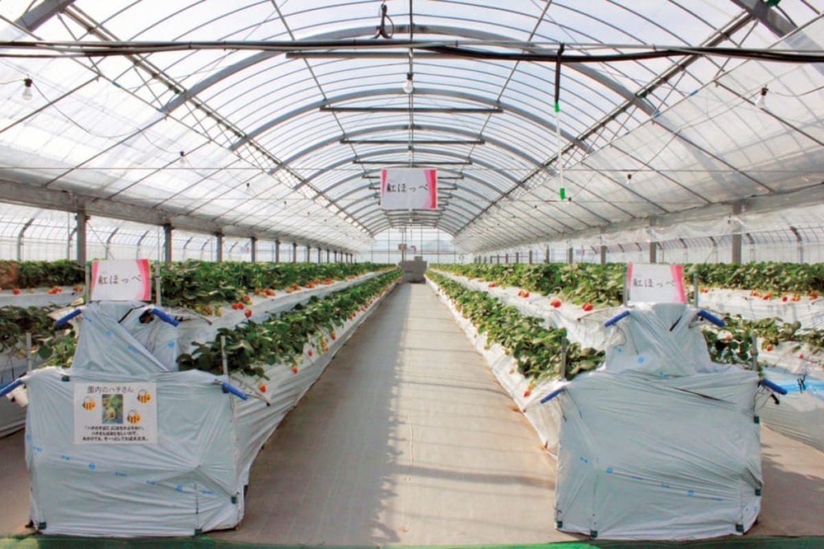 【2025最新版】徳島いちご狩りスポット・おすすめ12選！家族のおでかけ＆レジャーにぴったり