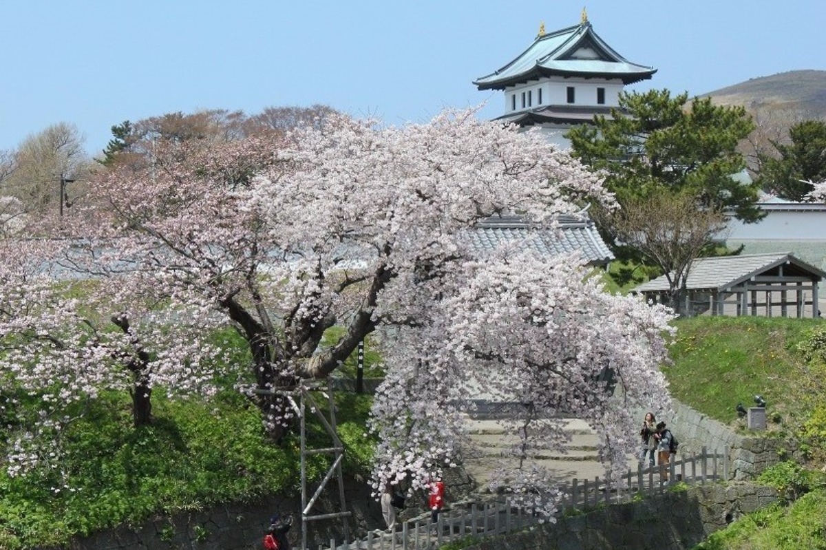 2025 北海道のお花見・桜の名所 ①|函館エリア