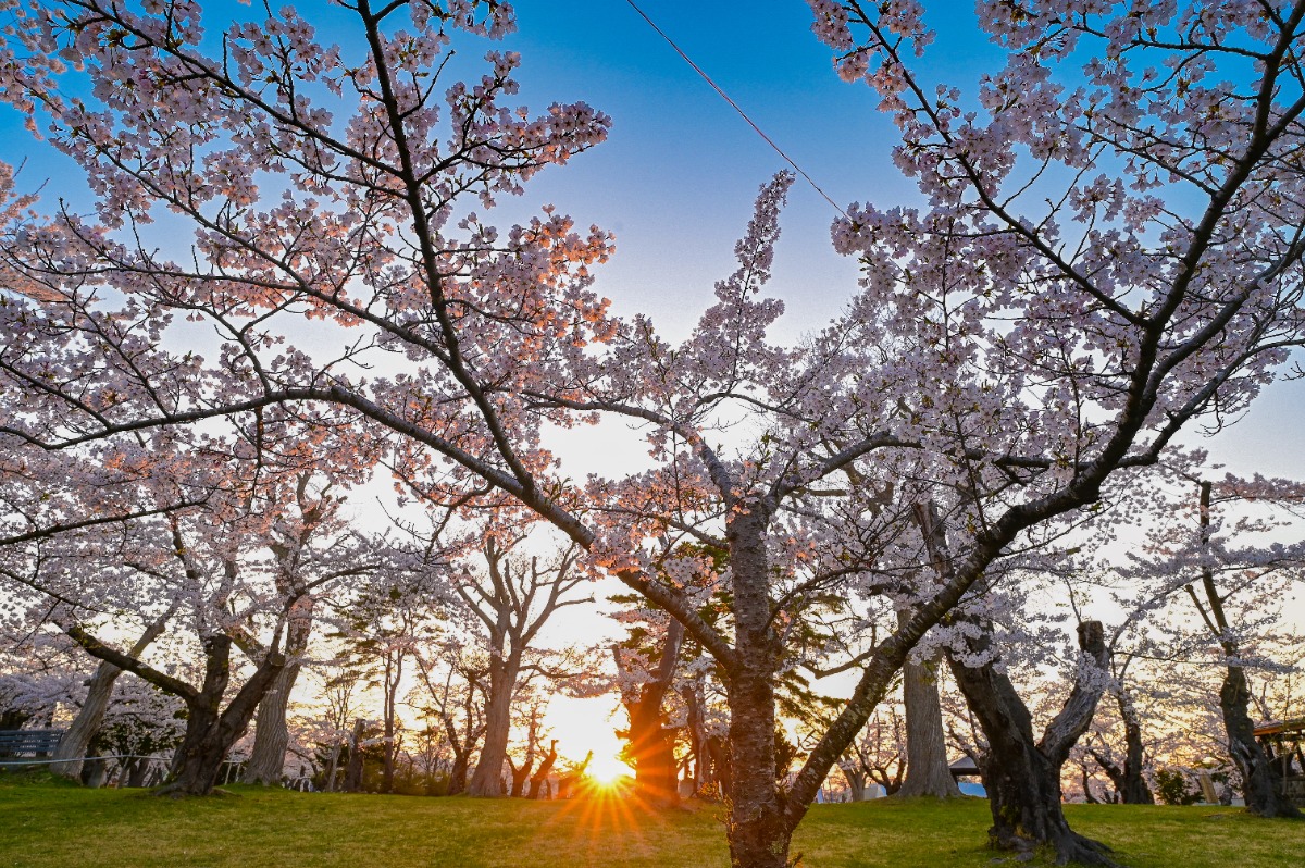 2025 北海道のお花見・桜の名所 ①|函館エリア