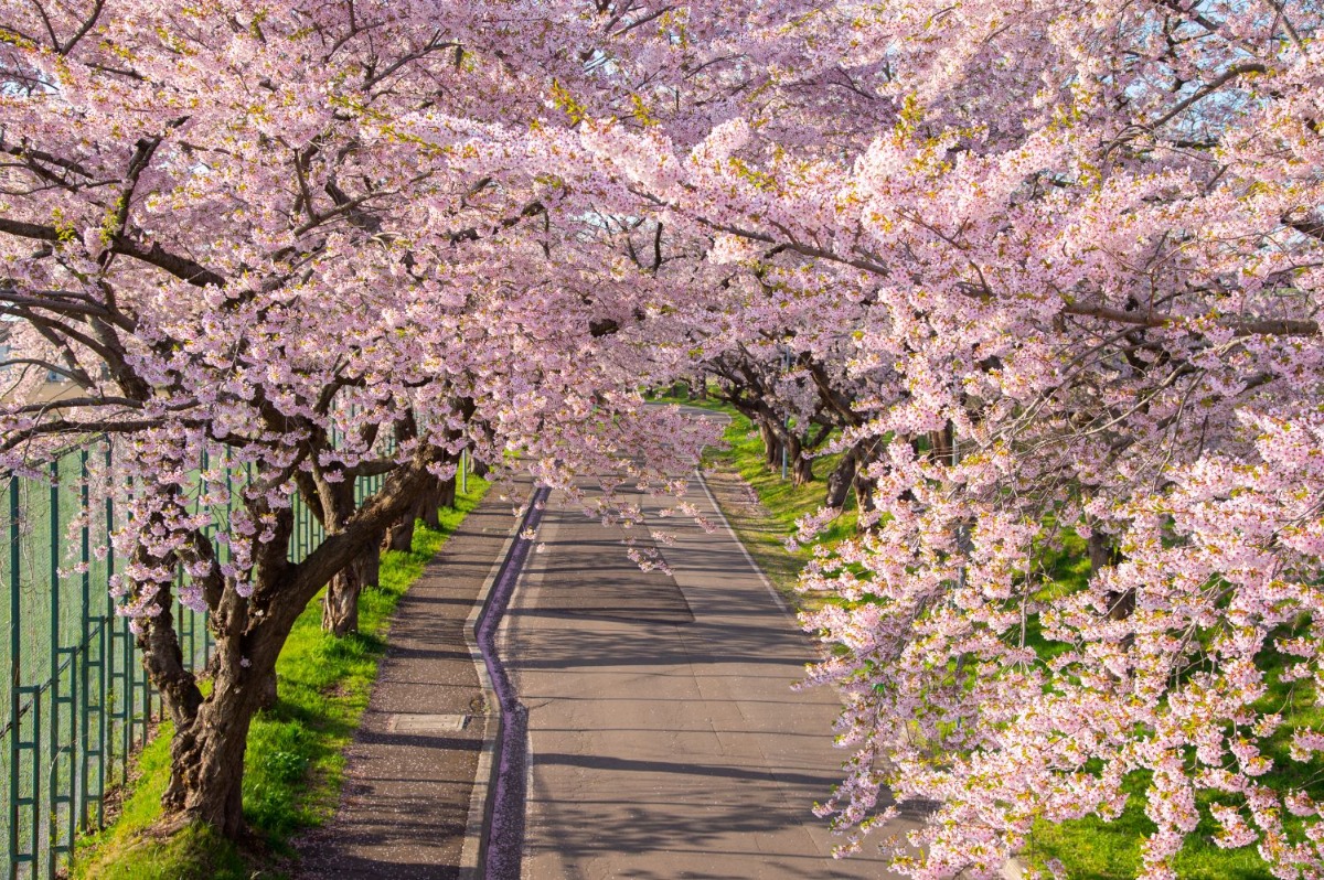 2025 北海道のお花見・桜の名所 ①|函館エリア