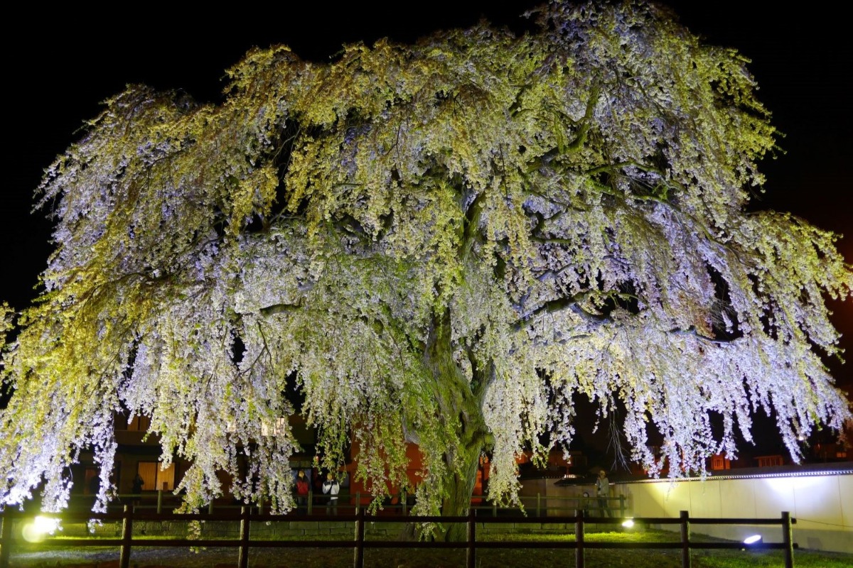 2025 北海道のお花見・桜の名所 ①|函館エリア