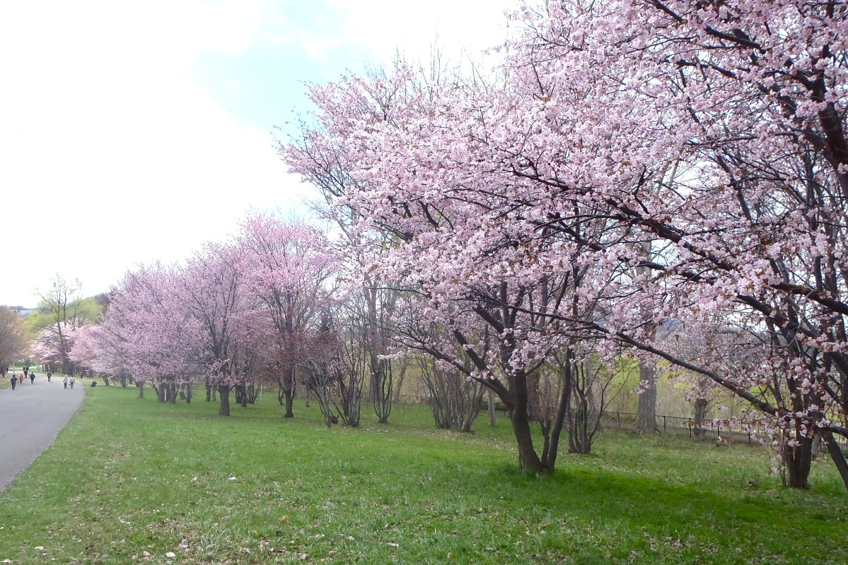 2025 北海道のお花見・桜の名所②｜札幌エリア