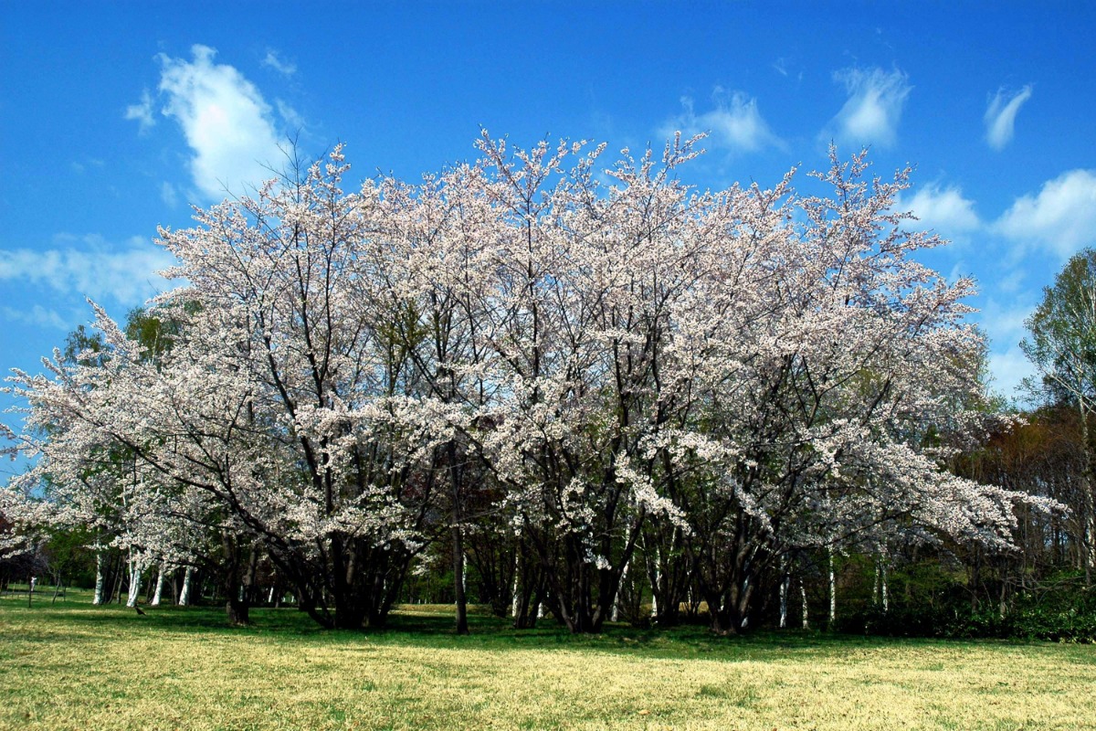 2025 北海道のお花見・桜の名所②｜札幌エリア
