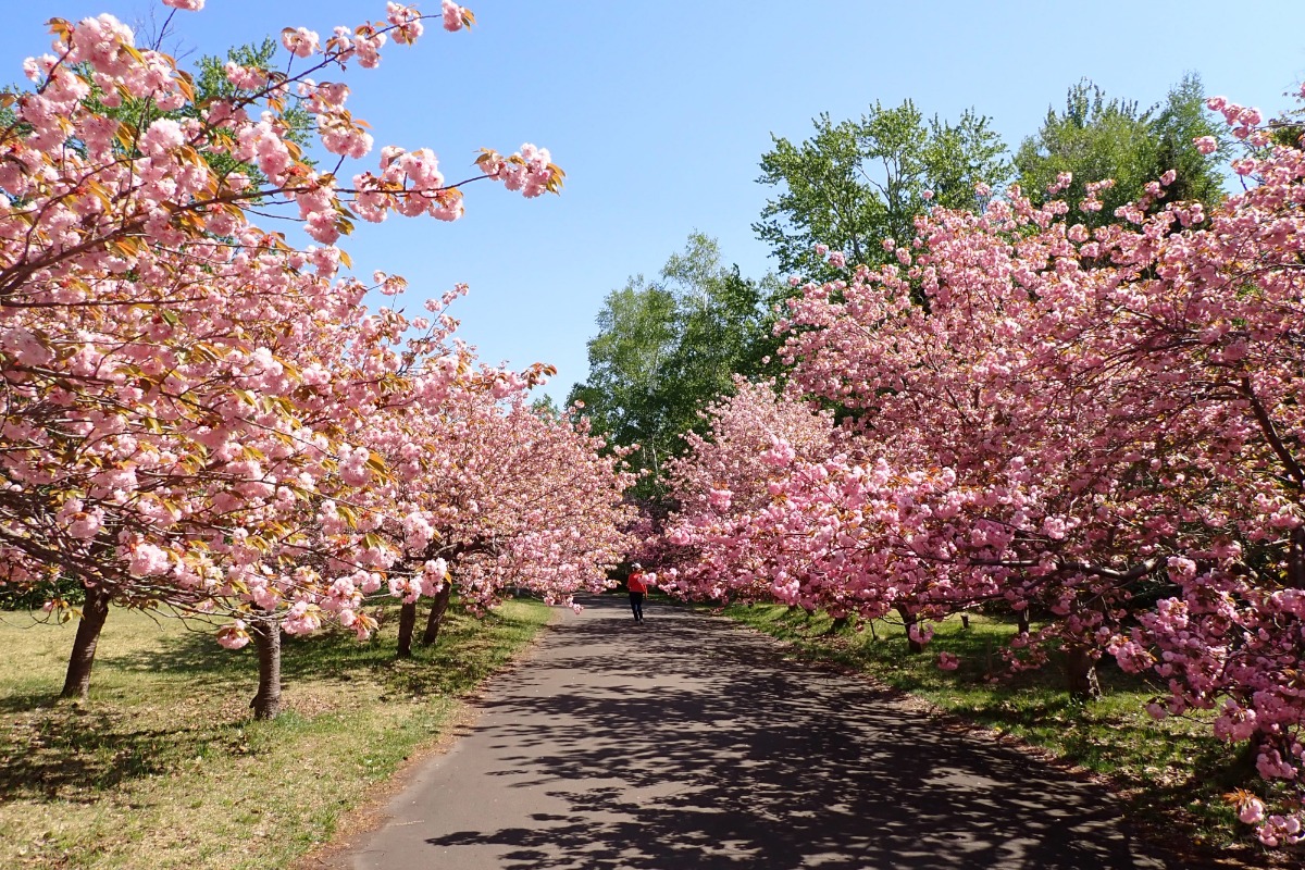 2025 北海道のお花見・桜の名所②｜札幌エリア