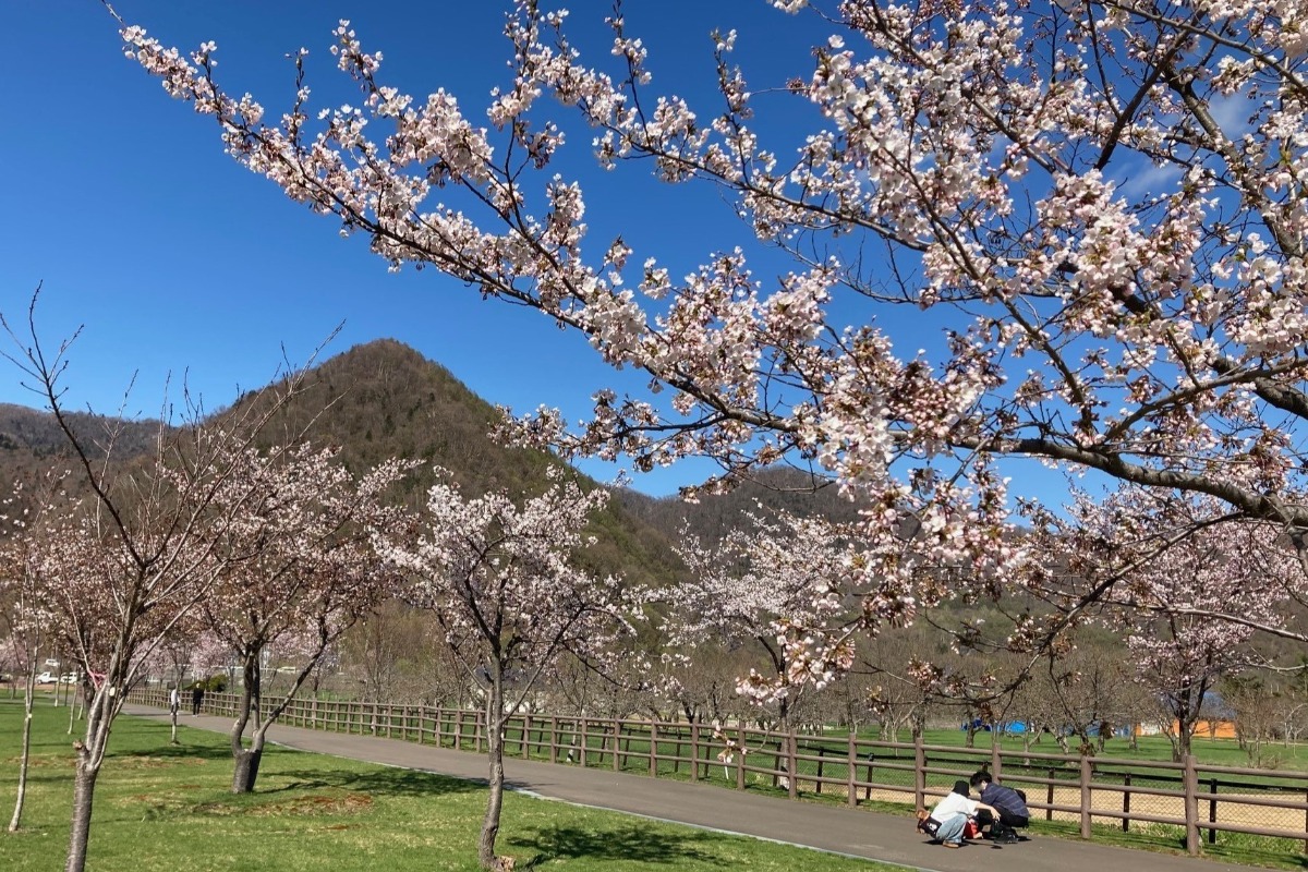 2025 北海道のお花見・桜の名所②｜札幌エリア