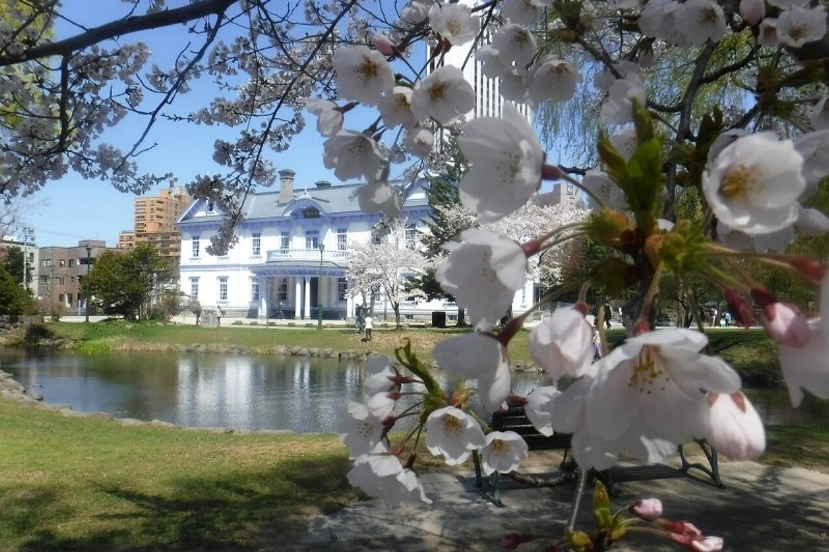 2025 北海道のお花見・桜の名所②｜札幌エリア