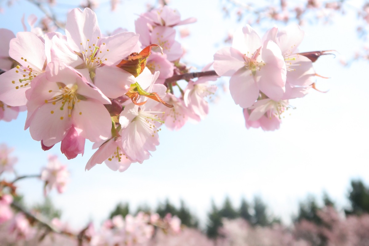 2025 北海道のお花見・桜の名所②｜札幌エリア