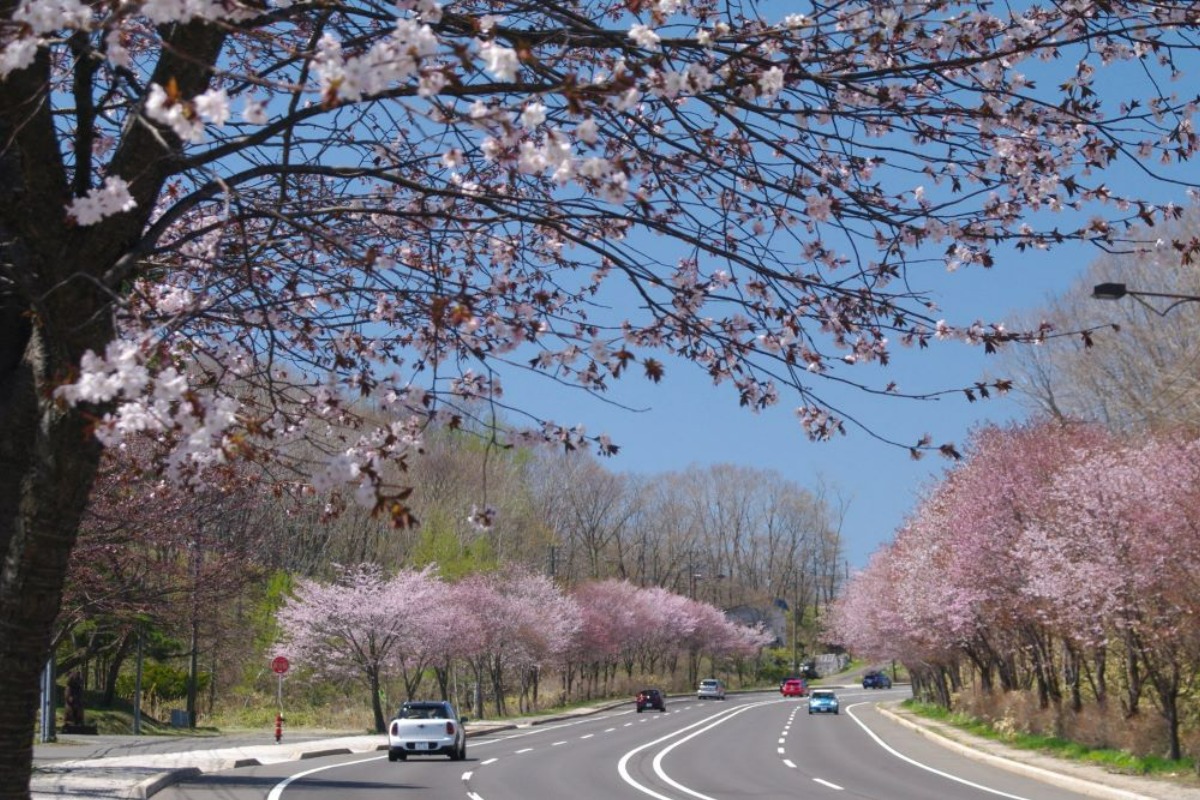 2025 北海道のお花見・桜の名所 ③｜登別・静内ほか各地