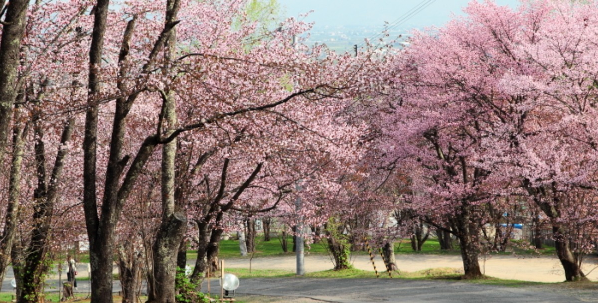 2025 北海道のお花見・桜の名所 ③｜登別・静内ほか各地