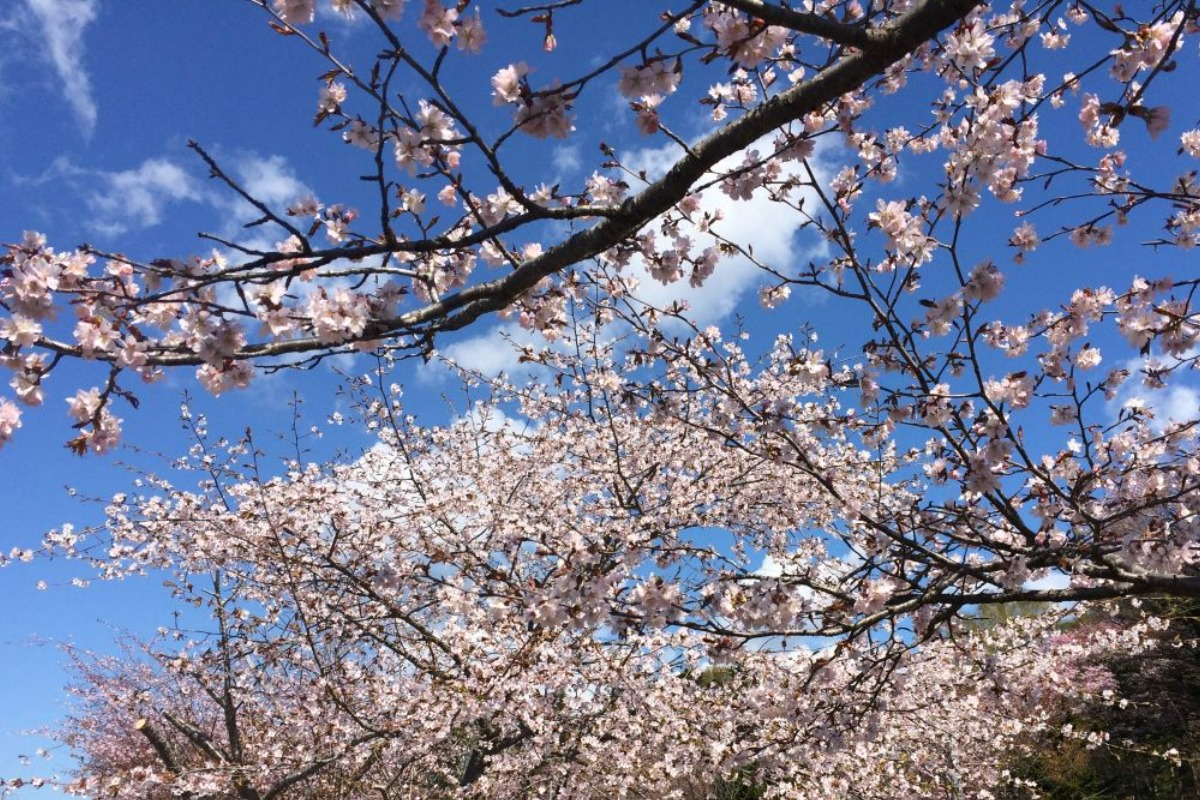 2025 北海道のお花見・桜の名所 ③｜登別・静内ほか各地