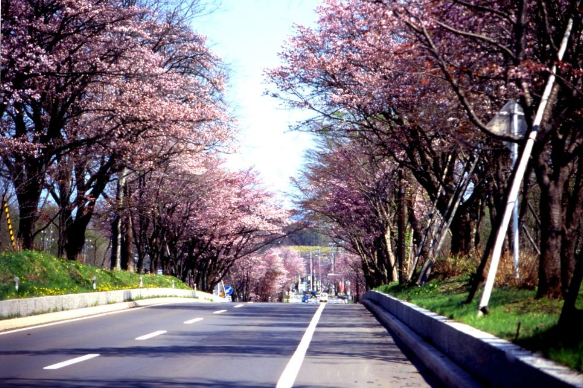 2025 北海道のお花見・桜の名所 ③｜登別・静内ほか各地