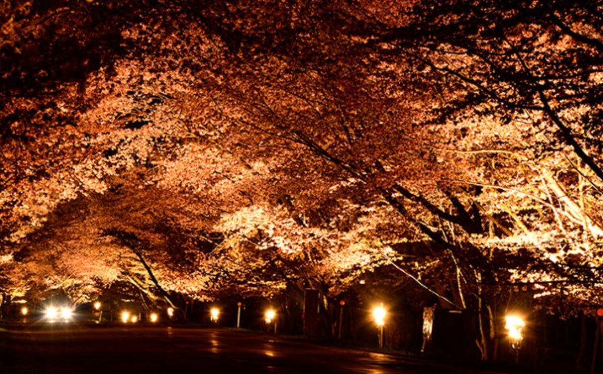 2025 北海道のお花見・桜の名所 ③｜登別・静内ほか各地