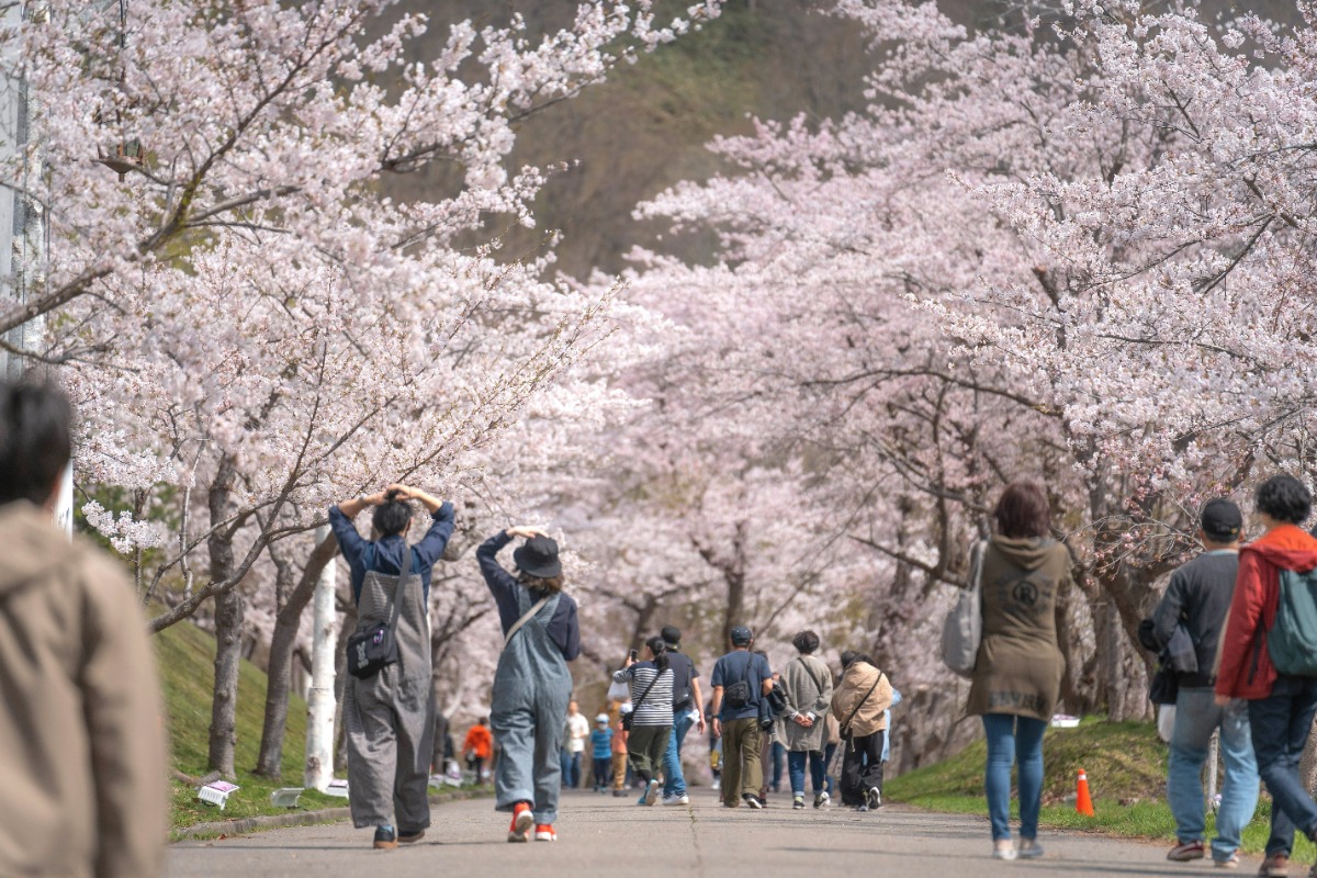 2025 北海道のお花見・桜の名所 ③｜登別・静内ほか各地