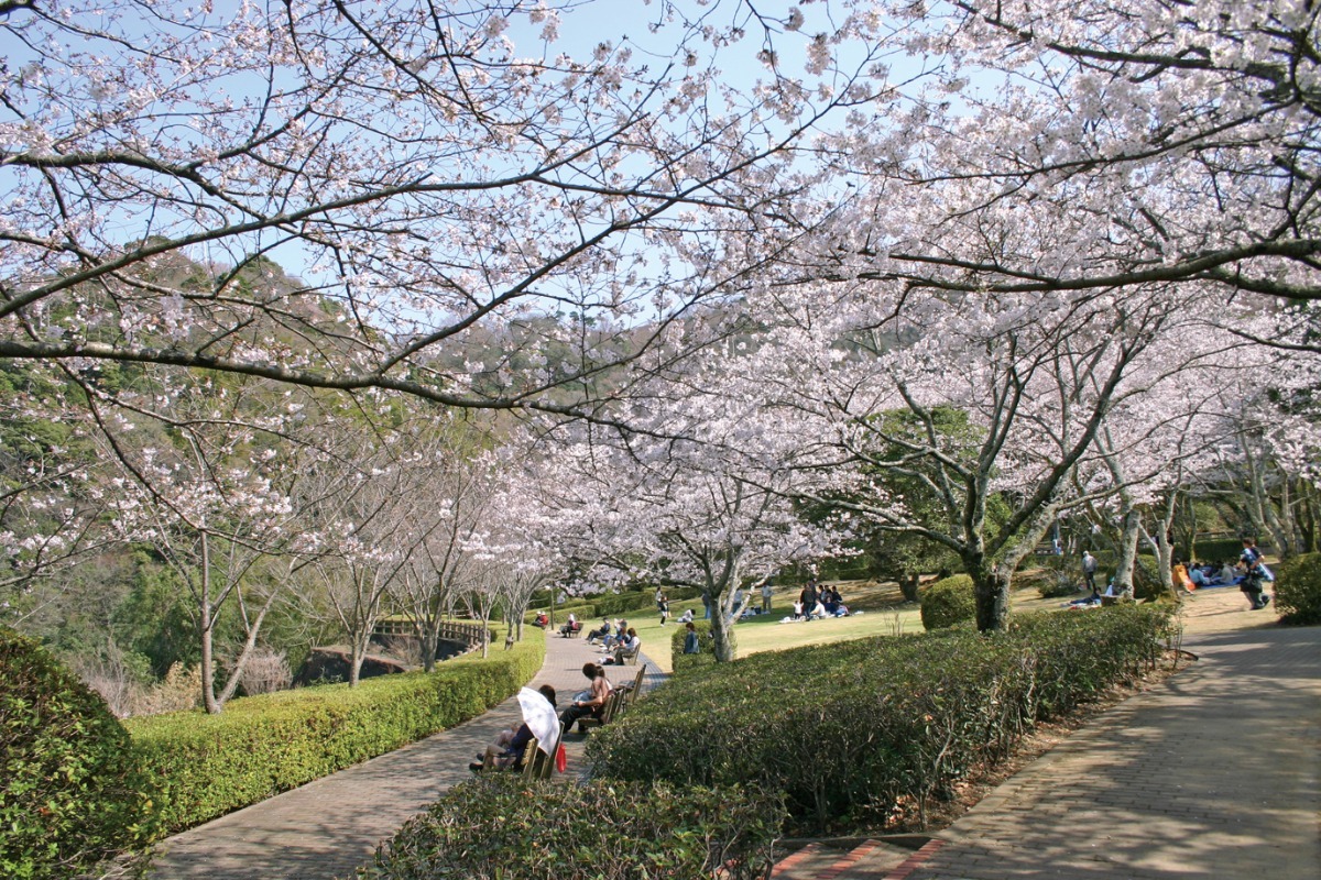 【2025年最新版】徳島のお花見スポット・桜の名所34選