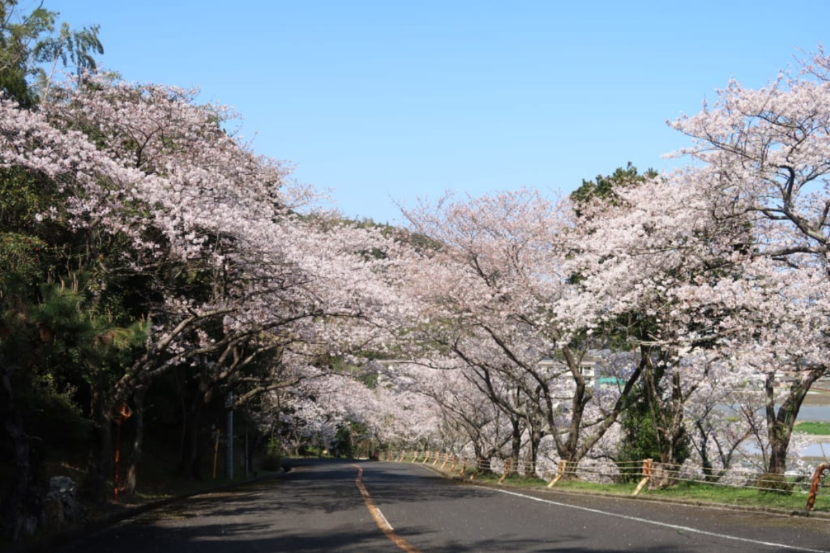 【2025年最新版】徳島のお花見スポット・桜の名所34選