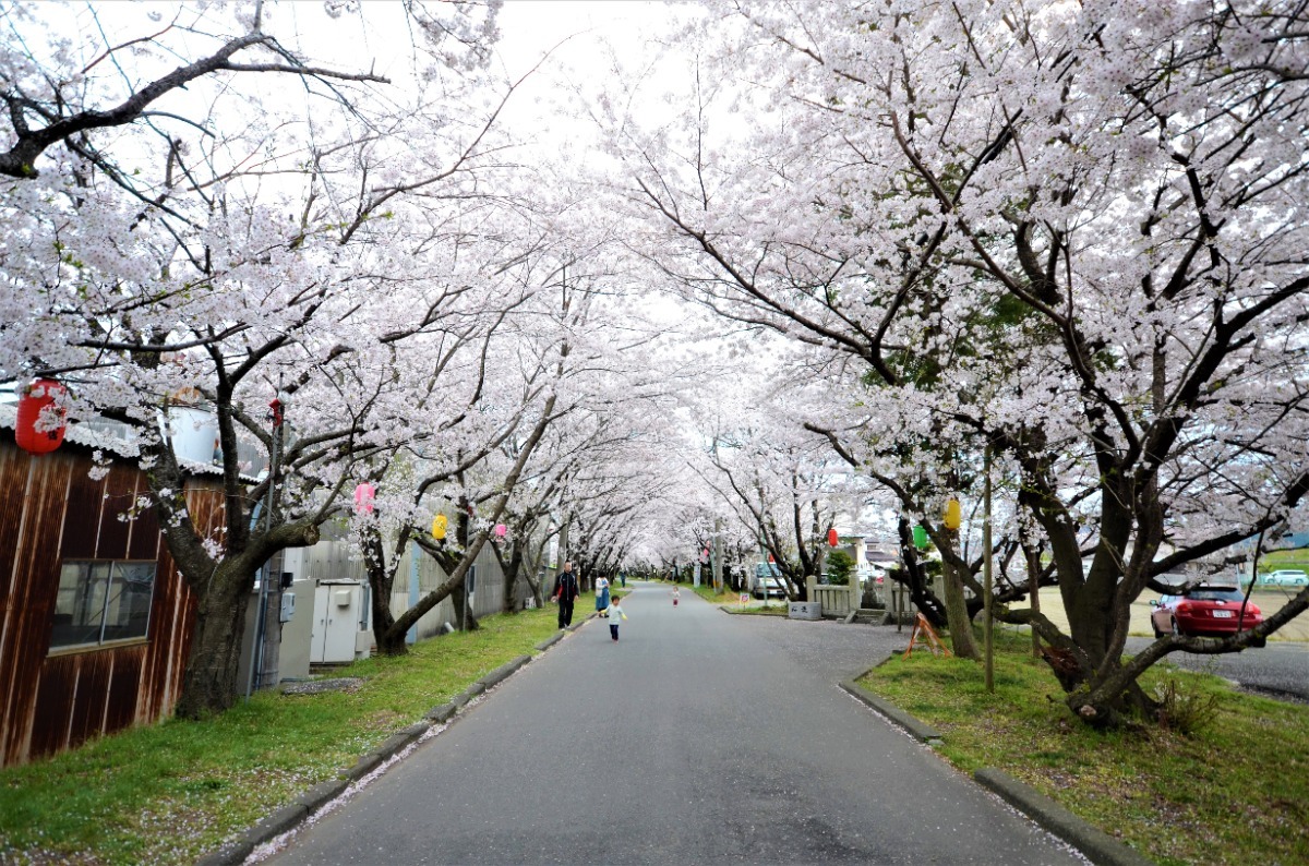【2025年最新版】徳島のお花見スポット・桜の名所34選