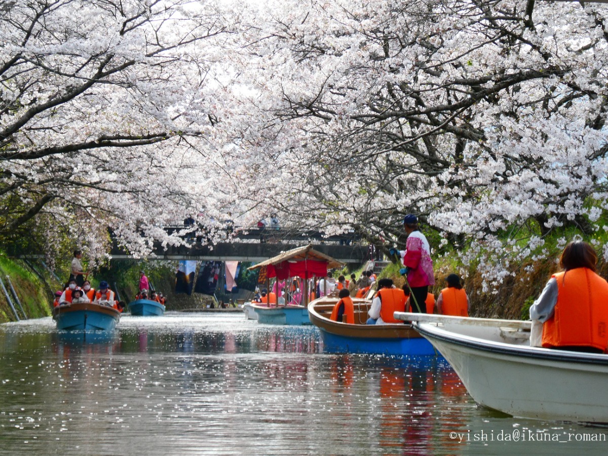 【2025年最新版】徳島のお花見スポット・桜の名所34選