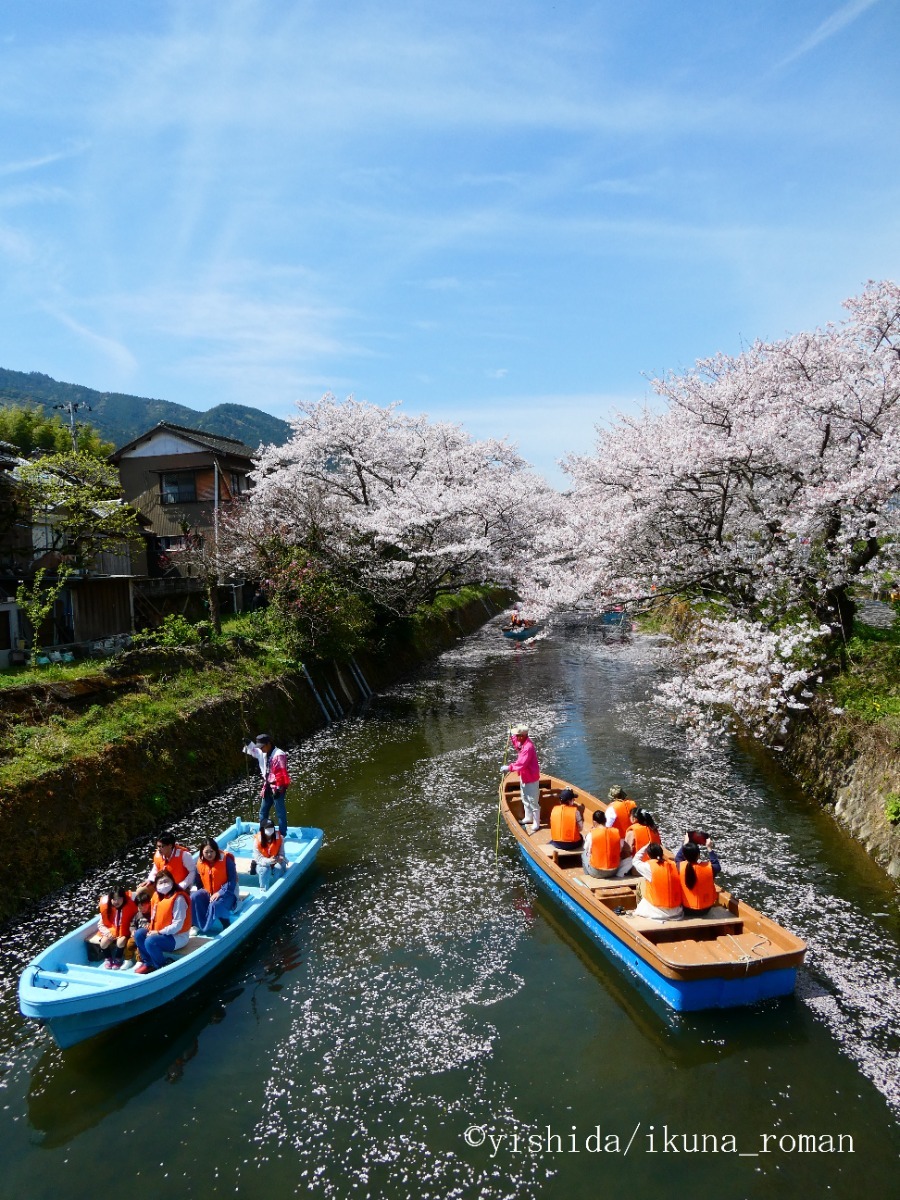 【2025年最新版】徳島のお花見スポット・桜の名所34選