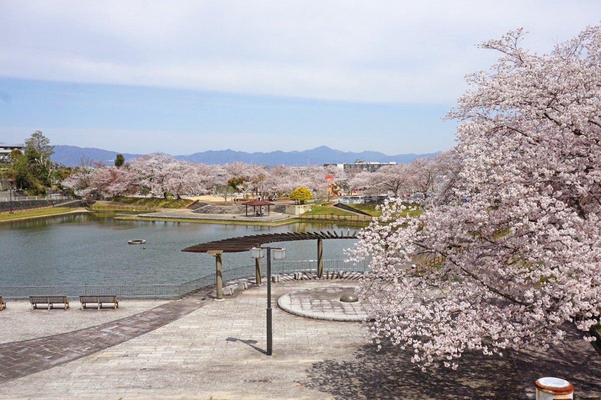 【2025年最新版】徳島のお花見スポット・桜の名所34選