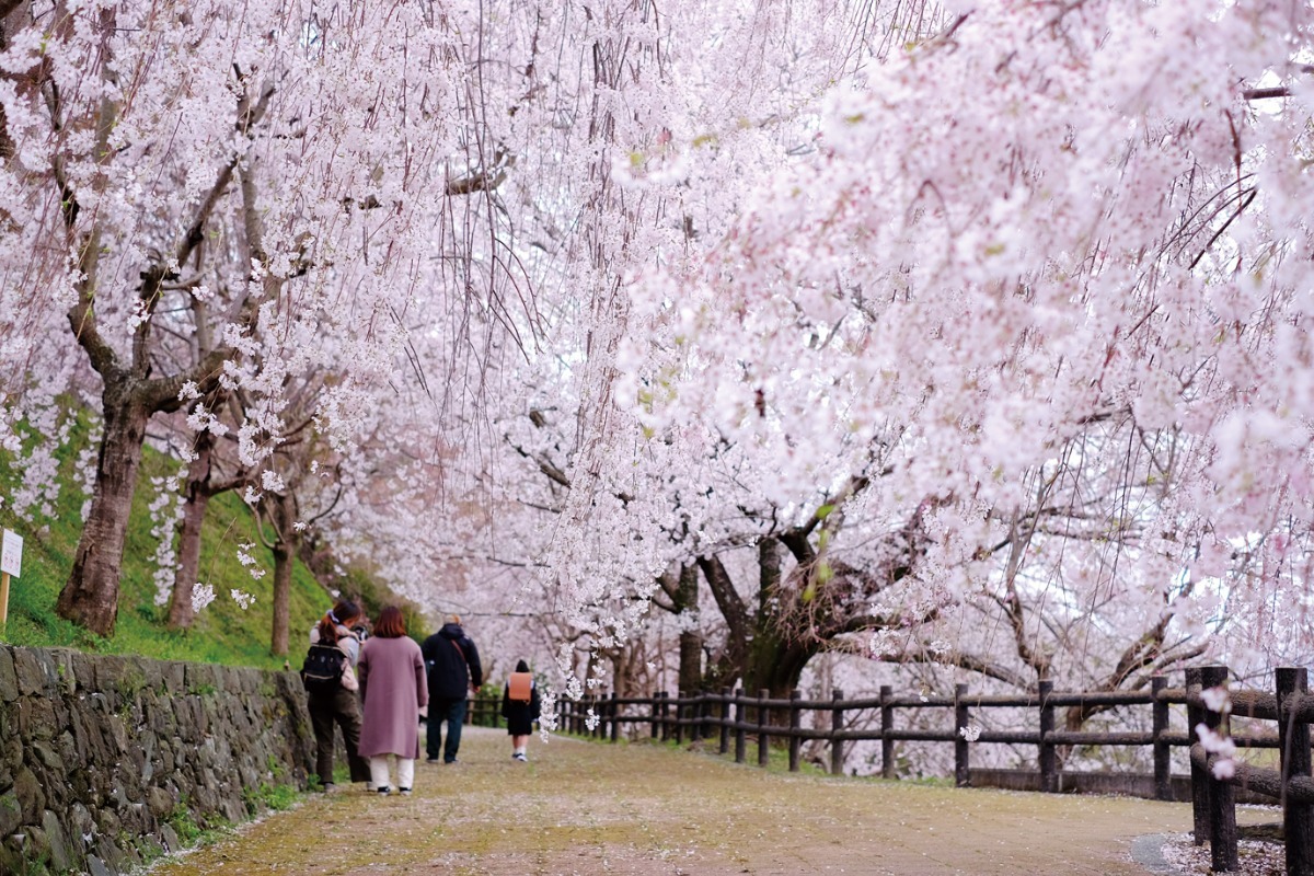 【2025年最新版】徳島のお花見スポット・桜の名所34選