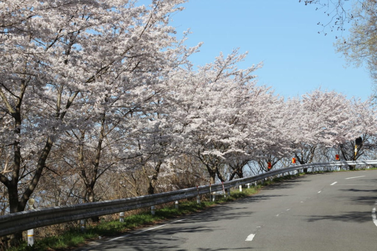 【2025年最新版】徳島のお花見スポット・桜の名所34選