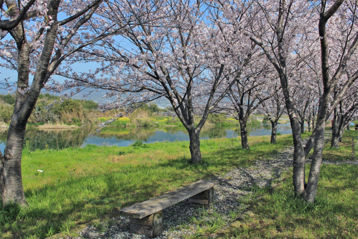 【2025年最新版】徳島のお花見スポット・桜の名所34選
