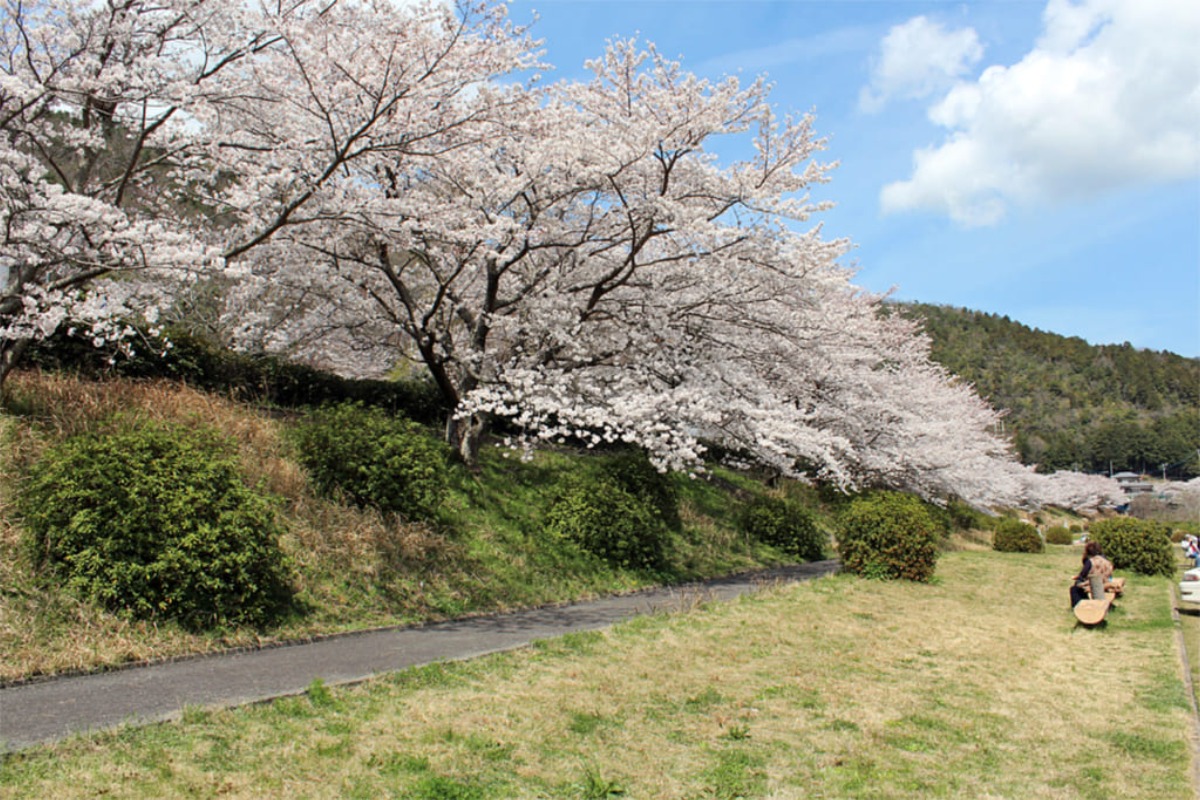 【2025年最新版】徳島のお花見スポット・桜の名所34選
