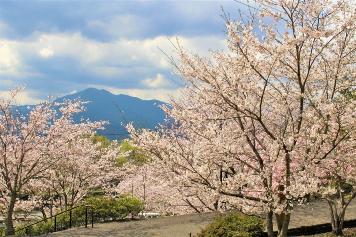 【2025年最新版】徳島のお花見スポット・桜の名所34選