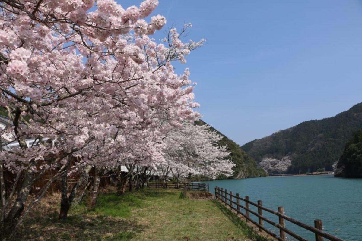 【2025年最新版】徳島のお花見スポット・桜の名所34選