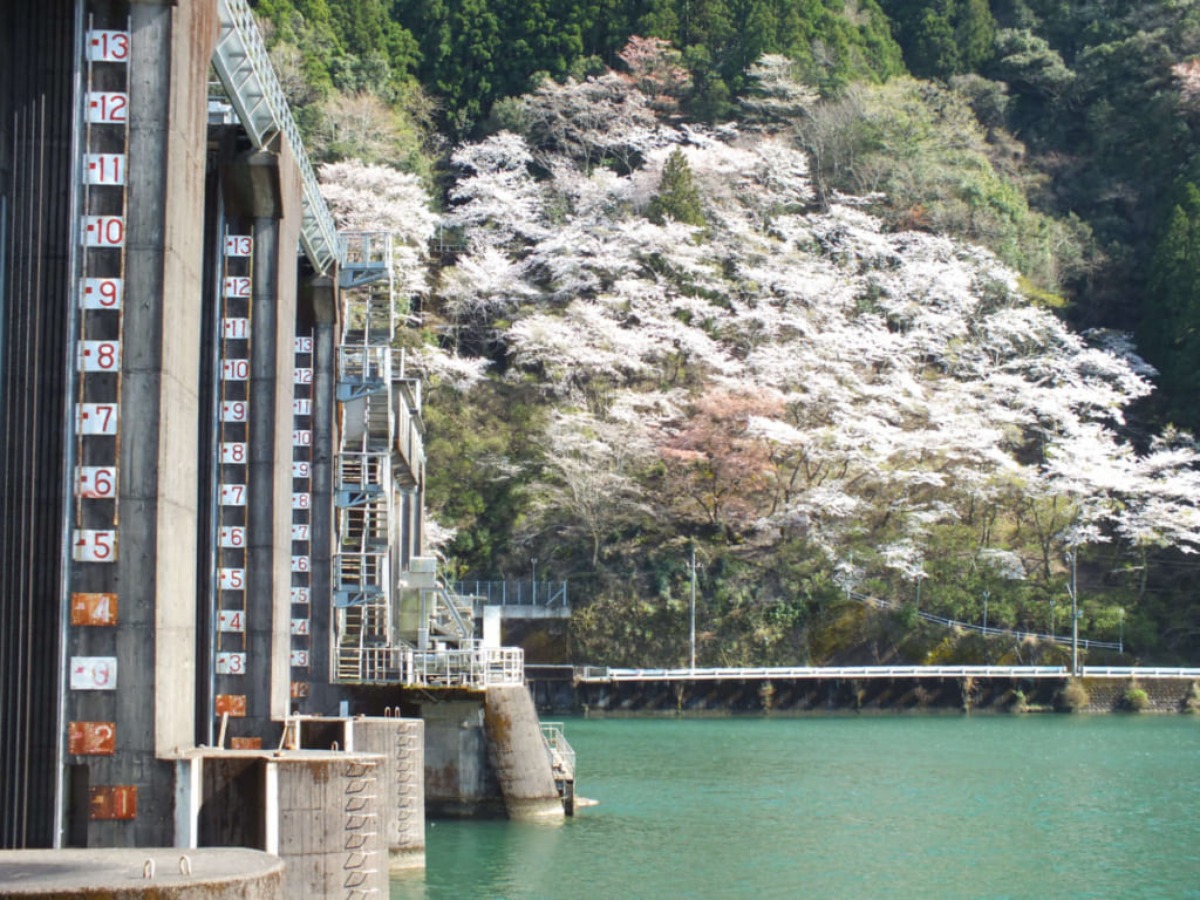 【2025年最新版】徳島のお花見スポット・桜の名所34選